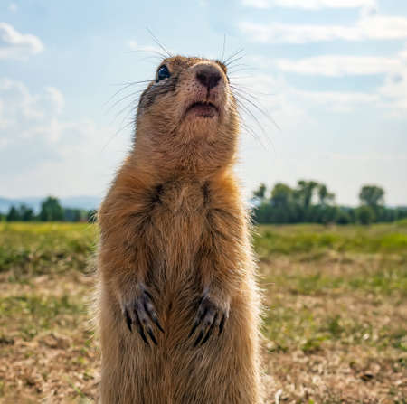 Gopher is standing on its hind legs on the grassy field. Close-up, selective focus.の写真素材