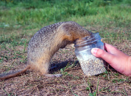 Human feeding a prairie dog with a grain mixture from a plastic jar in a grassy meadow.