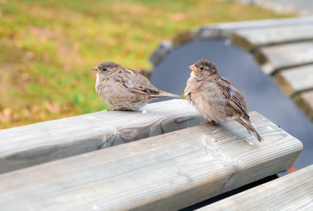 Two sparrow females are sitting on the wooden bench. close-upの写真素材