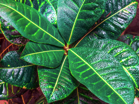 Background of wet leaves of Croton Petra. Close up of indoor plant. selective focus