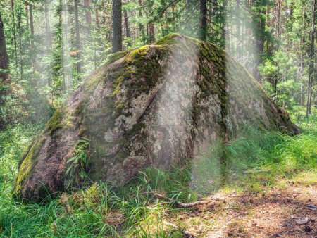 Giant boulder overgrown with moss in a dense coniferous forest.の写真素材