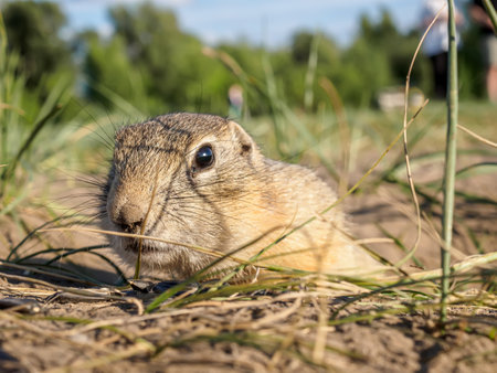 A gopher is looking at camera in a grassy meadow. close-up.の写真素材