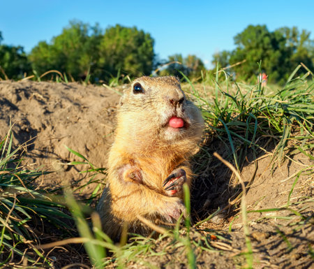 Gopher leaned out of its hole and shows its tongue while looking at the cameraの写真素材