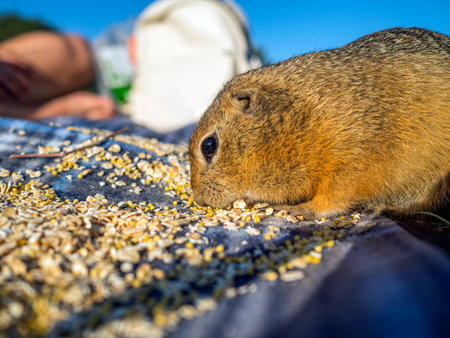 The gopher is eating a mixture of millet and oatmeal on the picnic blanket.の写真素材