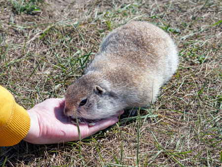 Giant gopher is eating peeled sunflower seeds of the human's hand.の写真素材