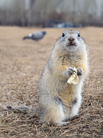 The ground squirrel stands on the lawn on its hind legs and holds a cabbage leaf in its front paws. Waking up rodent after season hibernation. Close-up portrait of a rodent.の写真素材