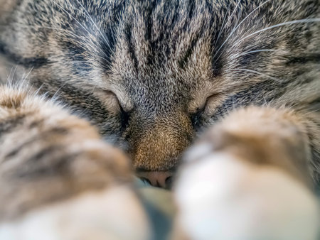 The face of a gray tabby cat. close-up. selective focus.の写真素材