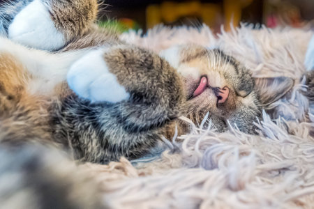 The gray tabby cat is sleeping on back with tongue out