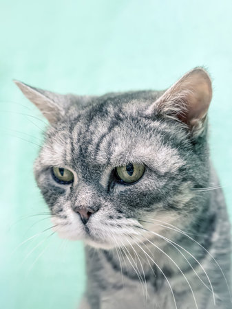 Portrait of the female tabby british cat. Stern look of cat in cat cafe. Close-up, selective focus.の写真素材