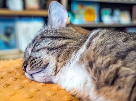 Gray tabby cat is sleeping on the orange pillow. close-upの写真素材