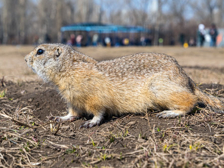 Gopher on a lawn is looking at the camera. Close-up portrait of a rodent.