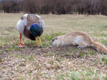 Drake of mallard and gopher is eating millet seeds on a grassy lawn. close-up