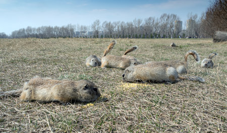 Flock of prairies dogs are feeding on grains of millet in a grassy field. A group of rodents.の写真素材