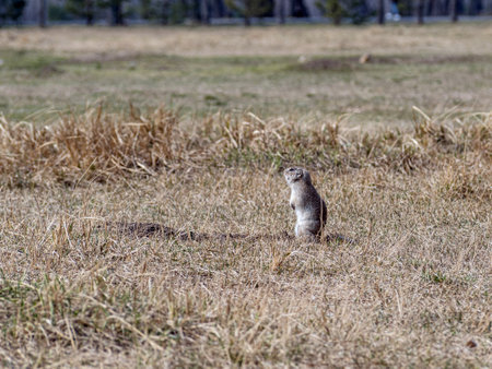 Prairie dog is standing on its hind legs and looks around for danger on a grassy field.の写真素材