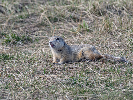 Prairie dog is standing on a grassy field.