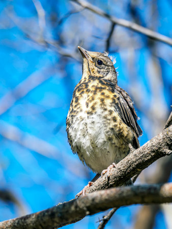 Thrush fledgling sitting is on a tree. close-up.の写真素材