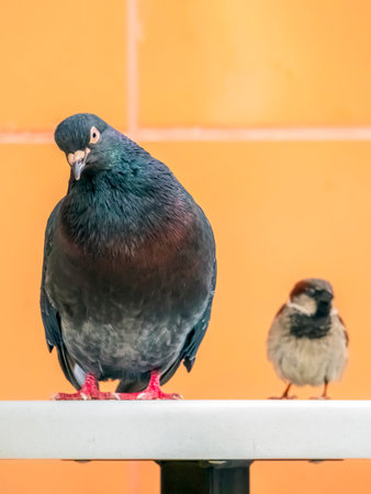 A rock pigeon standing on a table of a street cafe. City birds, close-up.の写真素材