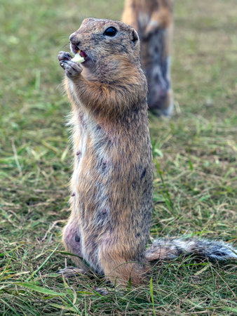 A prairie dog is standing on its hind legs and eating a piece of cabbage by holding it in front of...