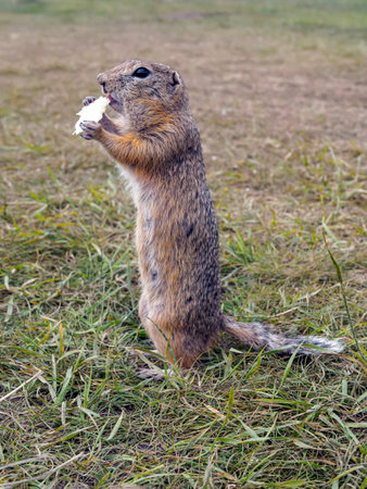 A prairie dog is standing on its hind legs and eating a piece of cabbage by holding it in front of...