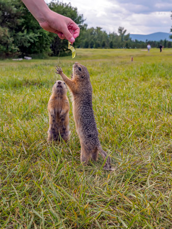A prairie dog begs a human for piece of cabbage while standing on its hind legs. Close up, side view