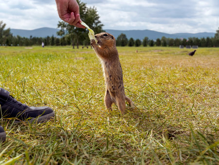 A prairie dog begs a human for piece of cabbage while standing on its hind legs. Close up, side viewの写真素材
