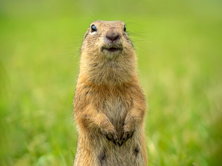 Prairie dog smiling at the camera on a blurred grassy lawn background. close-upの写真素材