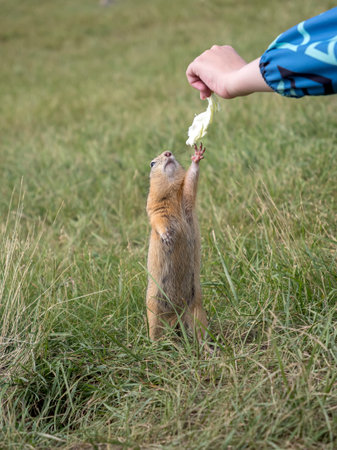 A prairie dog taking a cabbage leaf from a human hand with its paws while standing on its hind legs.の写真素材