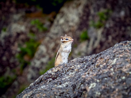 Chipmunk standing on its hind legs on top of the rock and looking ahead.の写真素材