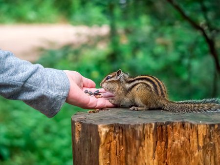 Chipmunk eating a treat from a human's palmの写真素材