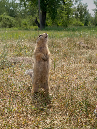 Prairie dog standing on its hind legs and looks up