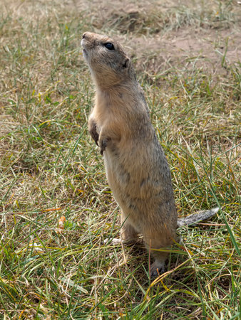Prairie dog standing on its hind legs and looks up