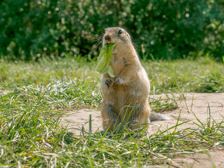 A prairie dog stands on its hind legs with a leaf of lettuce in its mouth.