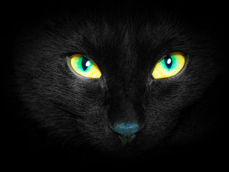 A muzzle of a Bengal kitten. Close-up, deep black background, looking at a cameraの写真素材