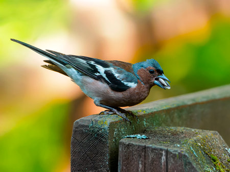 Male finch on a wooden fence. Close-up portrait of birdの写真素材