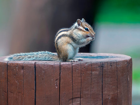 Chipmunk sitting on a stump. side view, close-upの写真素材