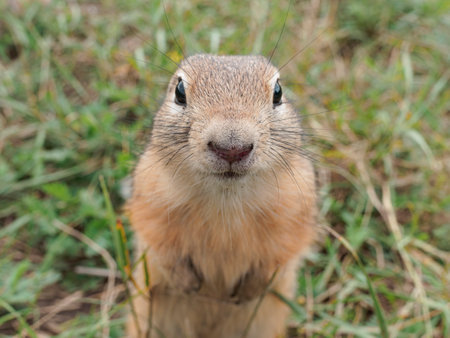 Prairie dog looking at the camera. above view