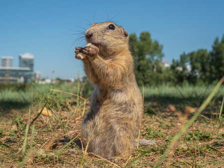 Prairie dog is eating a cabbage leaf holding it in its front pawsの写真素材