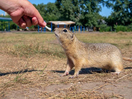 Prairie dog taking a piece of cabbage from a human's handの写真素材