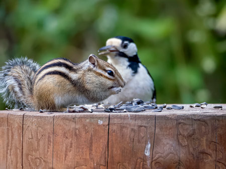 Chipmunk eating sunflower seeds on a tree stump while a great spotted woodpecker watchingの写真素材