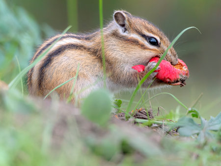Chipmunk eating apples that have fallen to the ground.の写真素材