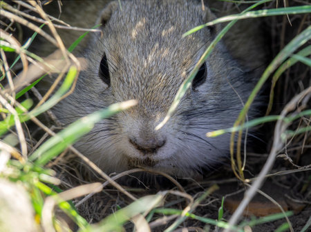 A prairie dog looking out of its hole. Close-up