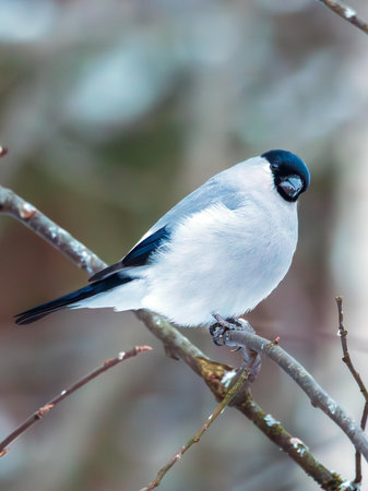 Baikal bullfinch on a branch in the winter forestの写真素材