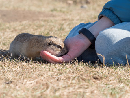 Prairie dog eating food from a human's handの写真素材