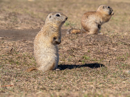 A prairie dogs are standing on their hind legs on a grassy field.の写真素材