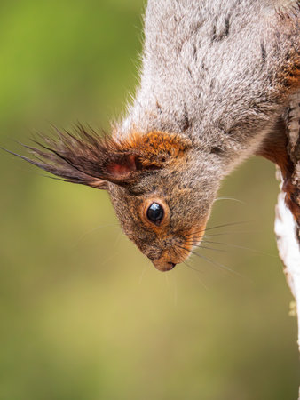 A squirrel is upside down on a tree. Close-upの写真素材
