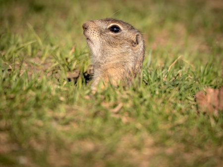 A prairie dog leaning out of its holeの写真素材