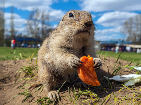 Prairie dog is eating a piece of carrotの写真素材
