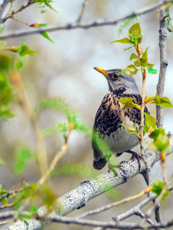 Fieldfare is perching at a branch of a tree.の写真素材