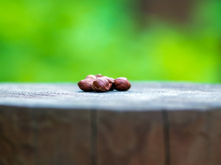 Several hazelnuts lying on a stump as a treat for forest animals.の写真素材