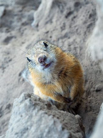 Prairie dog lookin at a camera. Close-upの写真素材